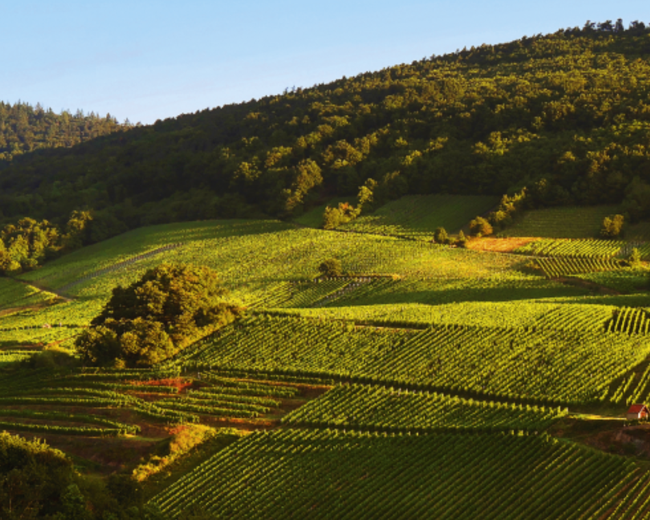 Discovery Workshop: 'Rhône & Alsace' - M. CHAPOUTIER