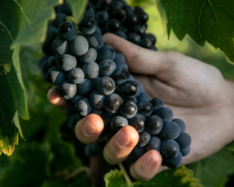 Atelier découverte "100% Syrah" - M.CHAPOUTIER