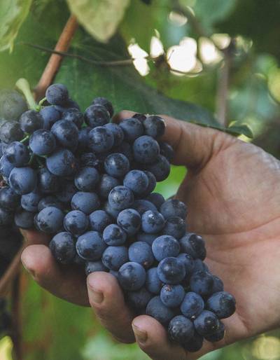 image-Atelier "De la vigne au vin" - Domaine Luyton Fleury