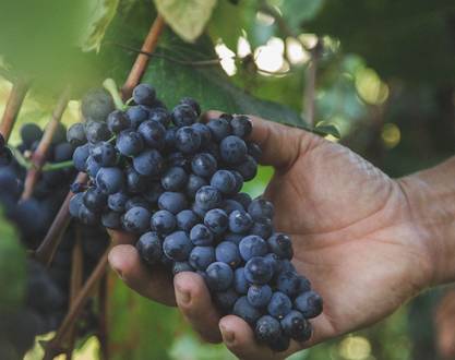 From vine to wine" workshop - Domaine Luyton Fleury