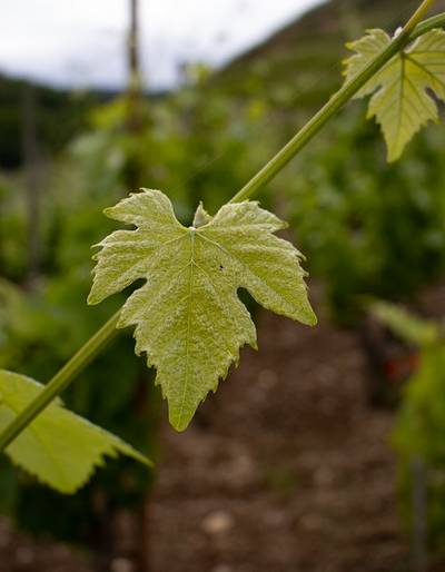 image-Balade dans les vignes et dégustation au domaine Laurent Habrard