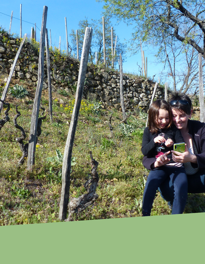 image-Chasse au trésor : Pépin et les origines de la Syrah