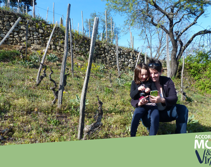Chasse au trésor : Pépin et les origines de la Syrah