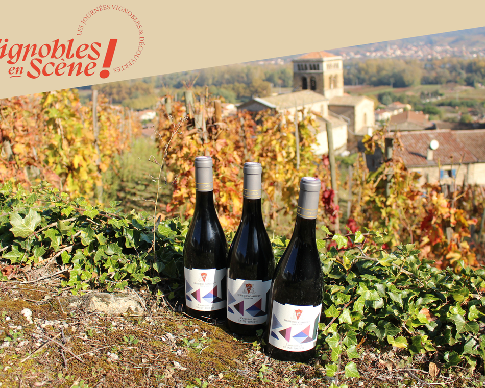 Dégustation Vin & Fromage - Terres de Syrah