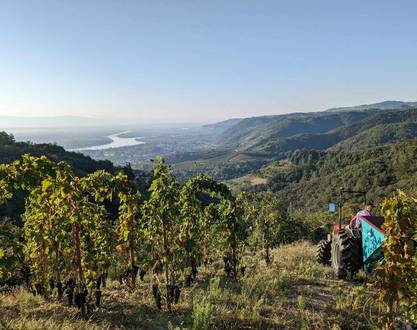 Vineyard aperitif at Domaine Goudard & Filles
