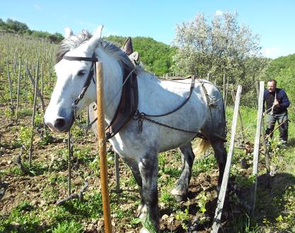 Vineyard aperitif at Domaine de Gouye