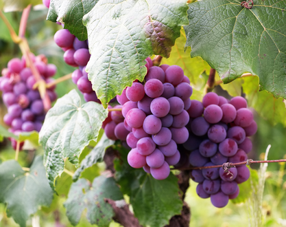 Fête des vendanges