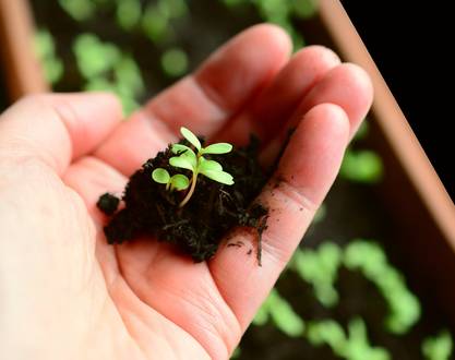 Vente de plants à la ferme - Graines de Buisson