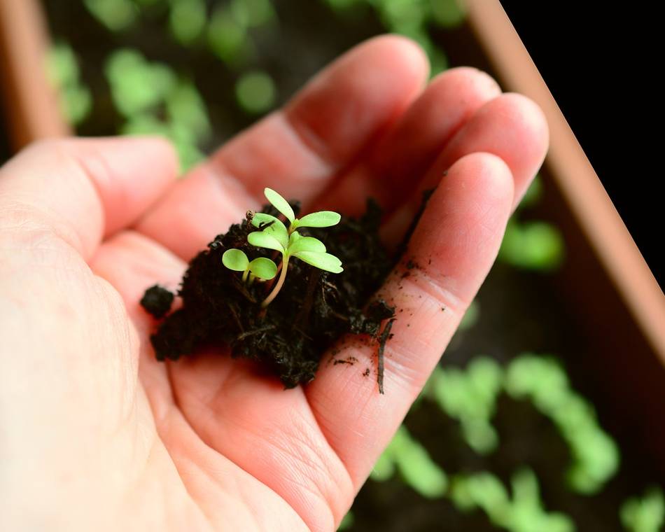 Vente de plants à la ferme - Graines de Buisson