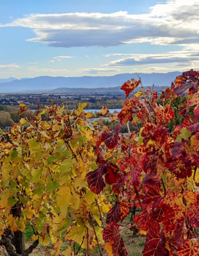 image-Fascinant Week-end Vignobles & Découvertes - Vineum
