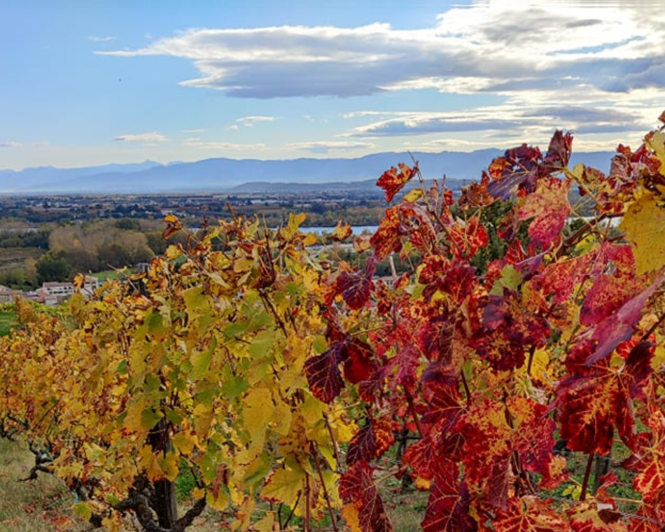 Fascinant Week-end Vignobles & Découvertes - Vineum