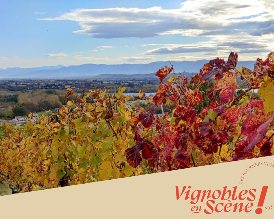 Vignobles en scène au Vineum