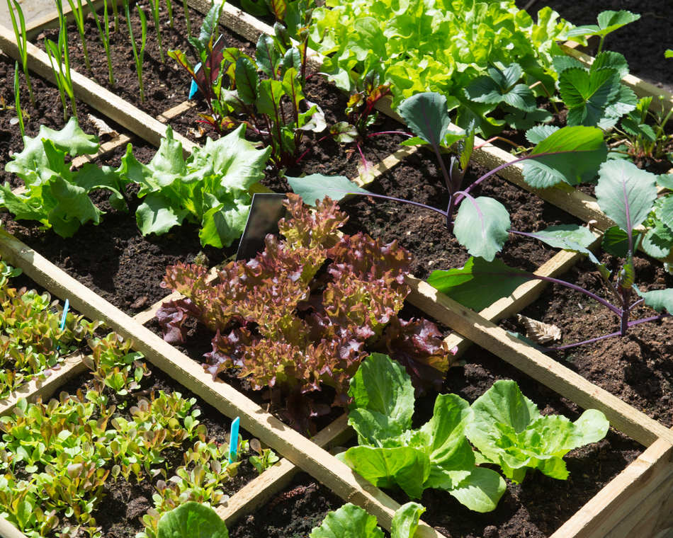 Visite à la ferme - Graines de Buisson