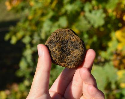 Markt mit Trüffeln und feinem Geflügel - Saint Donat