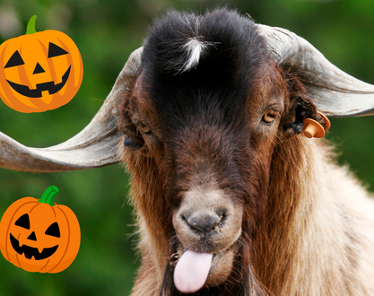 Confection de bracelet de Jack O lanterne