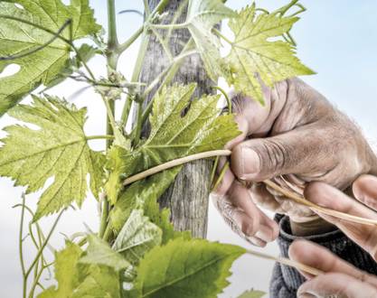 Atelier Découverte "Cépages Rares & Anciens" - M.CHAPOUTIER