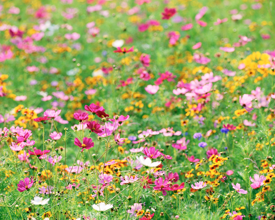 Vente de fleurs et plants