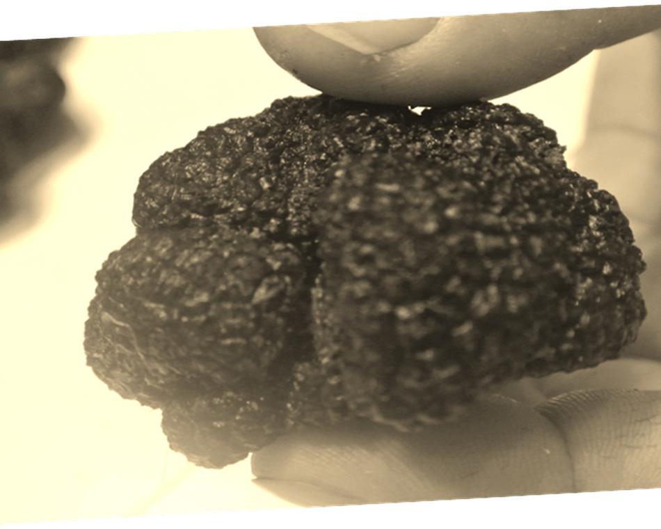Découverte de la truffe Noire  en  Drôme des Collines - La Baume Saint-Antoine