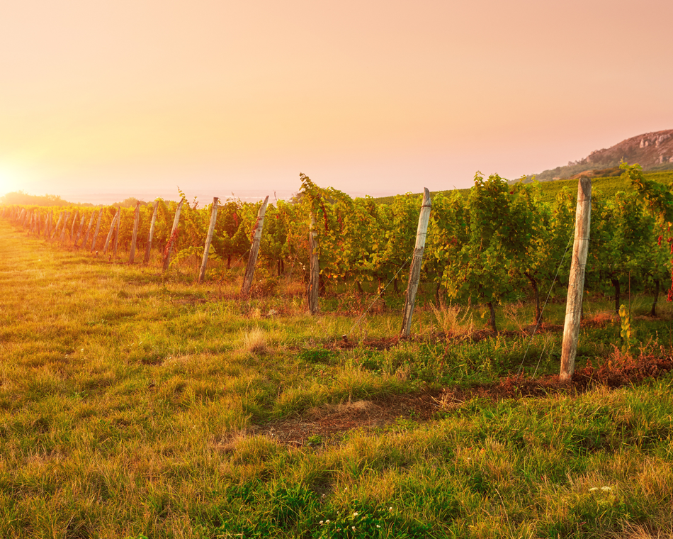 Randonnée au cœur du berceau du Saint-Joseph - Mauves