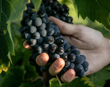 100% Syrah" Discovery Workshop - M.CHAPOUTIER