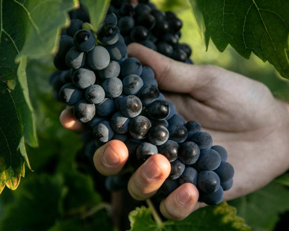 Atelier Découverte "100% Syrah"  - M.CHAPOUTIER
