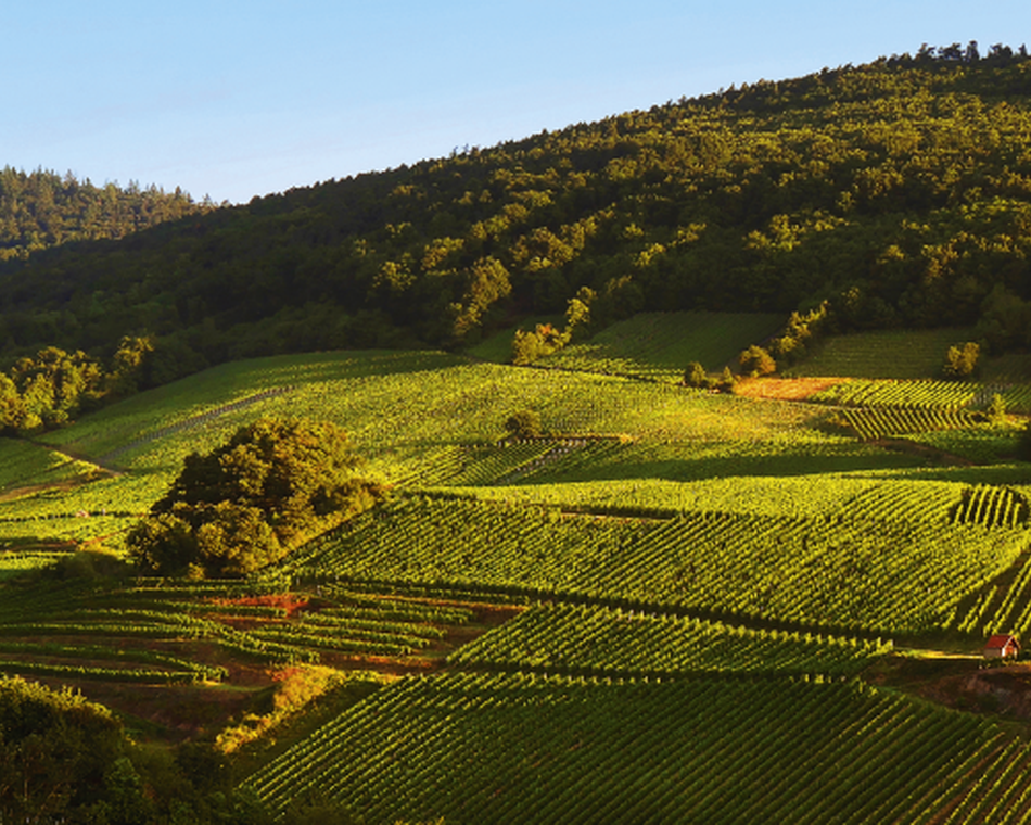 Atelier Découverte "  Rhône & Alsace  " - M.CHAPOUTIER