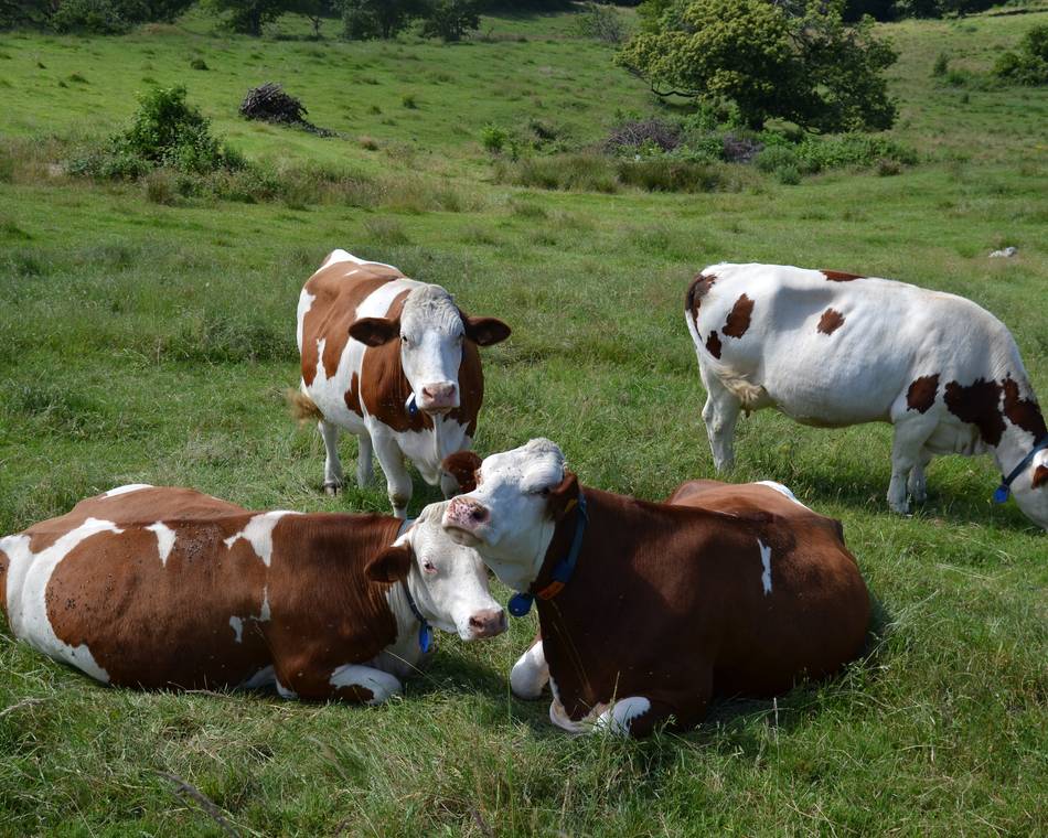 Visite de la Ferme de Raffin