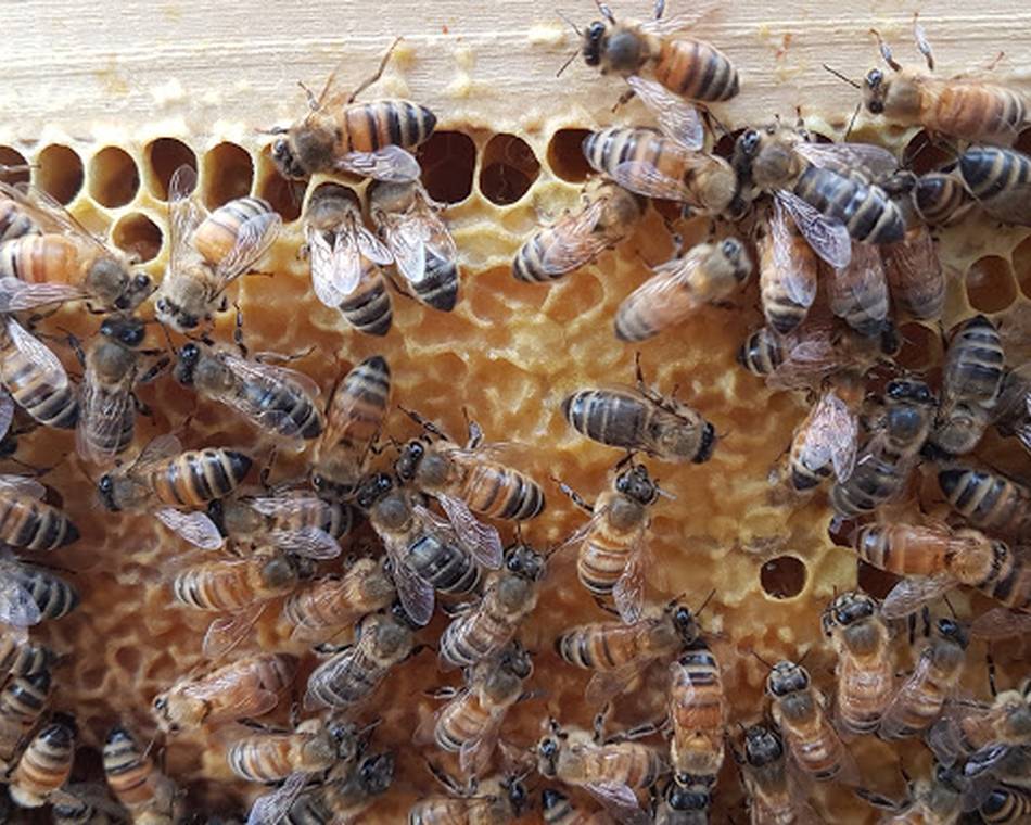 Visite des ruchers de MIEL Passion