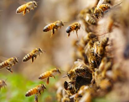 "Murmures d'abeille" - Festival du Conte des Collines