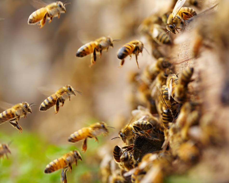 "Murmures d'abeille" - Festival du Conte des Collines
