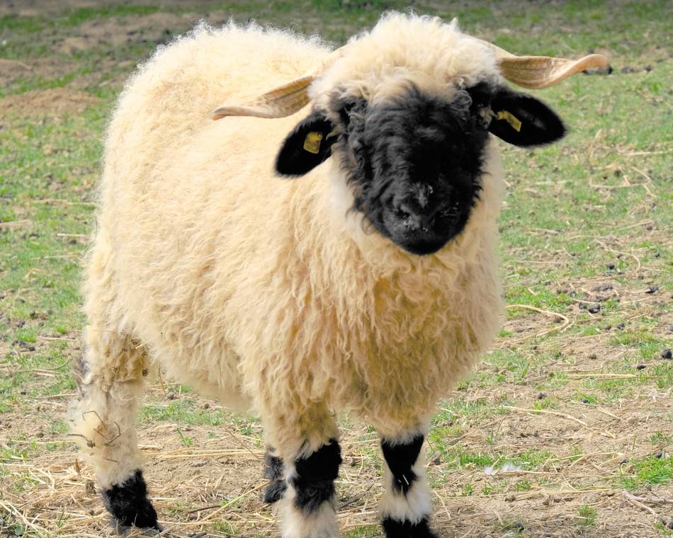 Tétée des chevrettes et découverte du Parc 1001 cornes