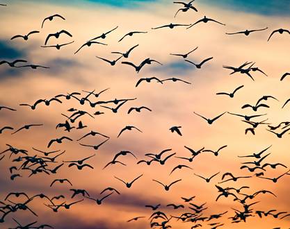 Observer et comprendre avec la LPO