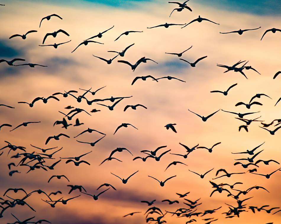 Observer et comprendre avec la LPO