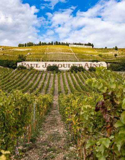 image-Randonnée en Hermitage et Dégustation - Vineum