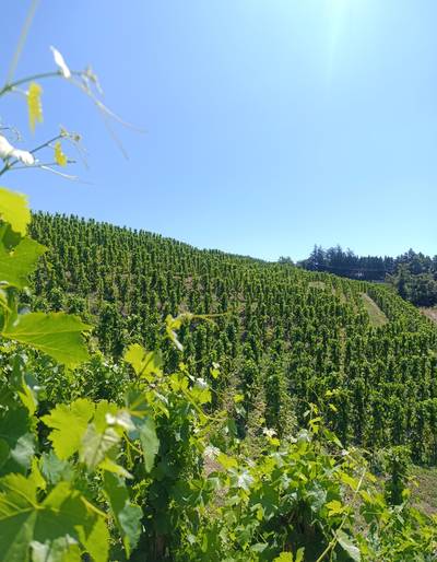 image-Domaine Goudard & Filles - De Ferme en ferme