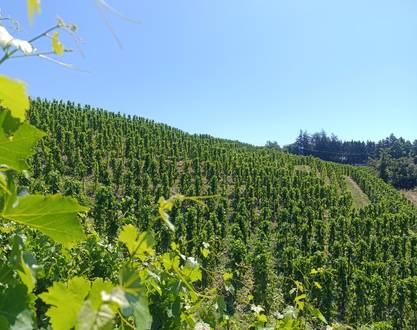 Domaine Goudard & Filles - De Ferme en ferme