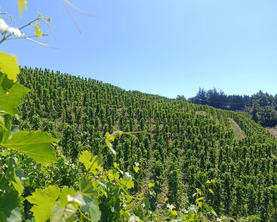 Domaine Goudard & Filles - De Ferme en ferme
