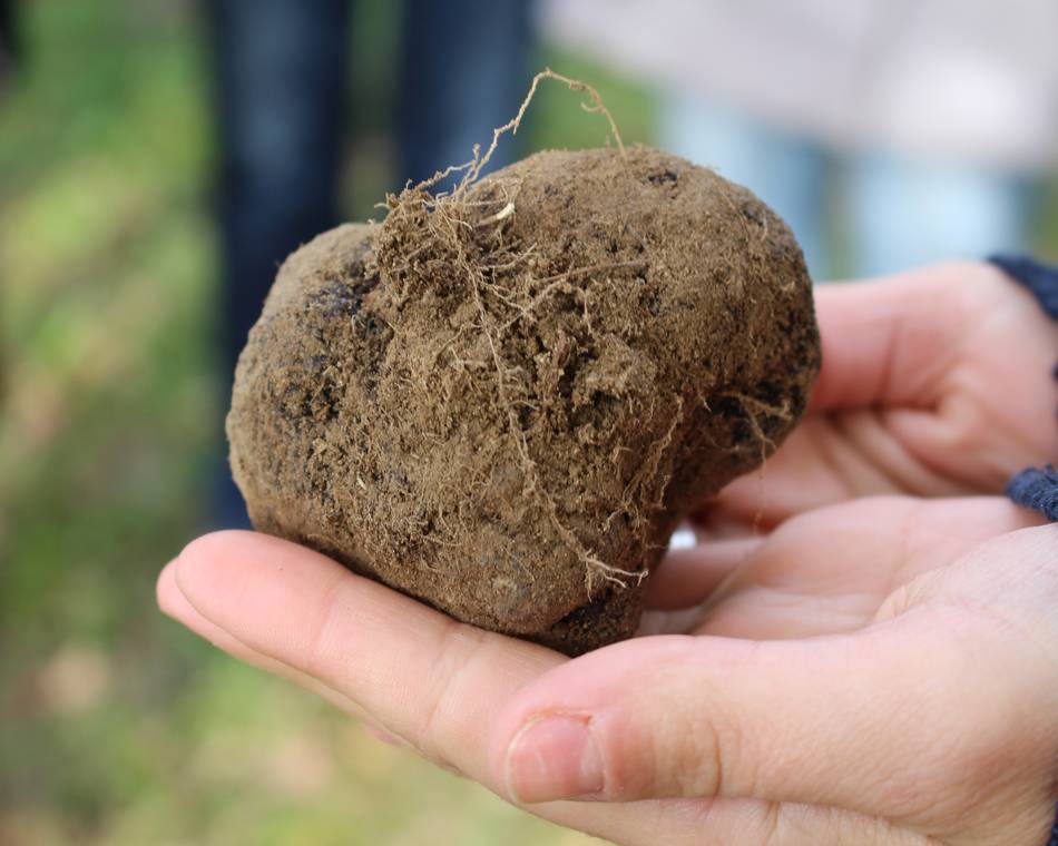 Découverte de la truffe Noire  en  Drôme des Collines et fête des mères - La Baume Saint-Antoine