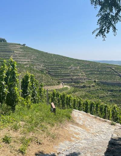 image-Conférence "La cuvée de la Tourette : l’Hermitage au cœur du grand monde"