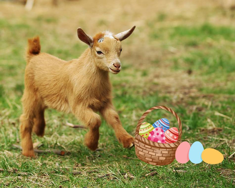 Chasse aux œufs - 1001 Cornes
