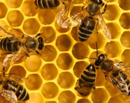 Atelier "Sauvons les abeilles" - 1001 Cornes