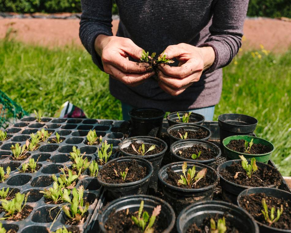 Marché aux fleurs et plants de légumes