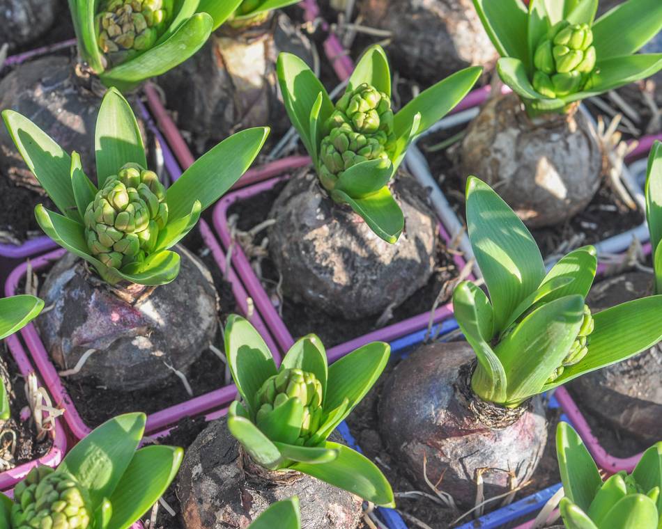Marché aux fleurs et plants de légumes