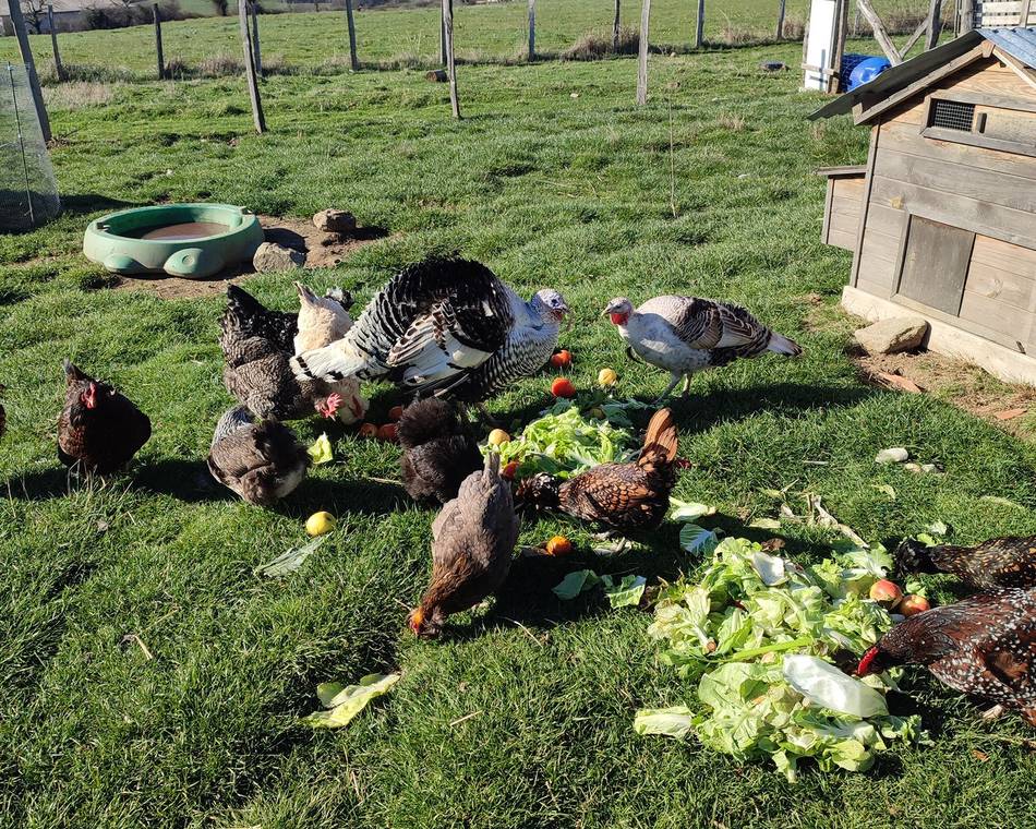 Stage petit fermier - Mini ferme de Navas