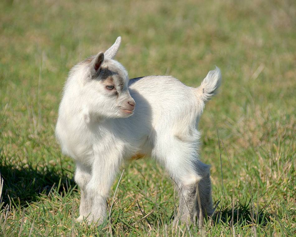 Visite guidée - Mini ferme de Navas