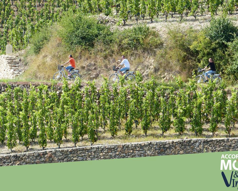 Immersion en Crozes-Hermitage