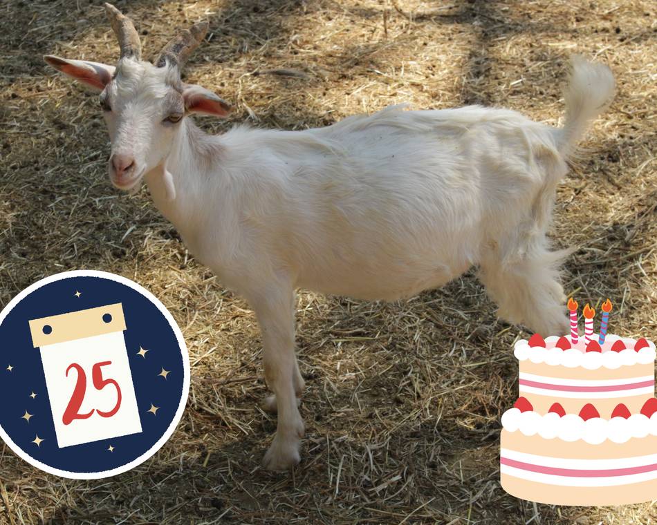 25 ans de Mille et une Cornes - Festicornes