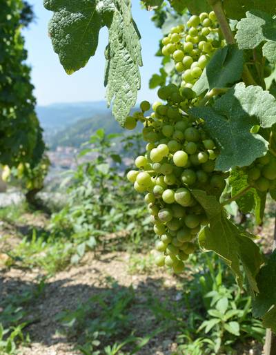 image-Portes ouvertes - Domaine Marion Chirouze