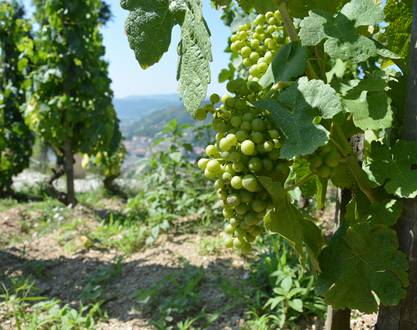 Portes ouvertes - Domaine Marion Chirouze