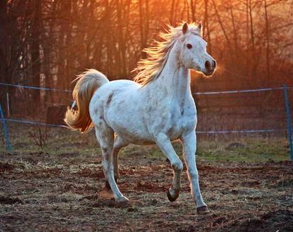 Festival Horsemanship